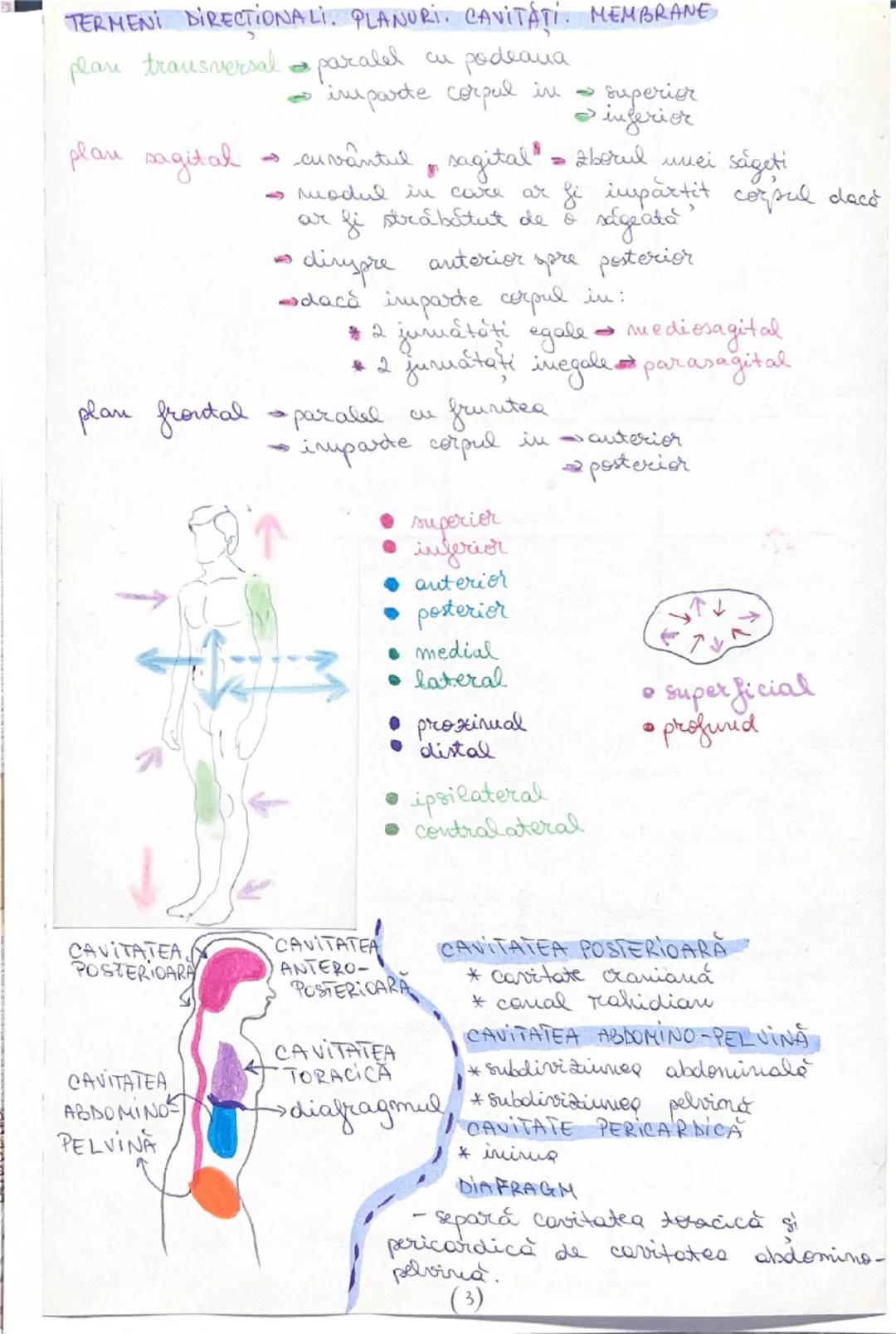 --- OCR Start ---
ANATOMIE = STRUCTURA ORGANISMULUI
•cu vântul anatomie inseamnă a disece sou a taia și separa
parțile corpului pentru studi