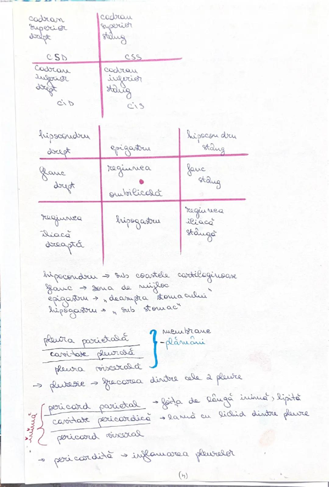 --- OCR Start ---
ANATOMIE = STRUCTURA ORGANISMULUI
•cu vântul anatomie inseamnă a disece sou a taia și separa
parțile corpului pentru studi