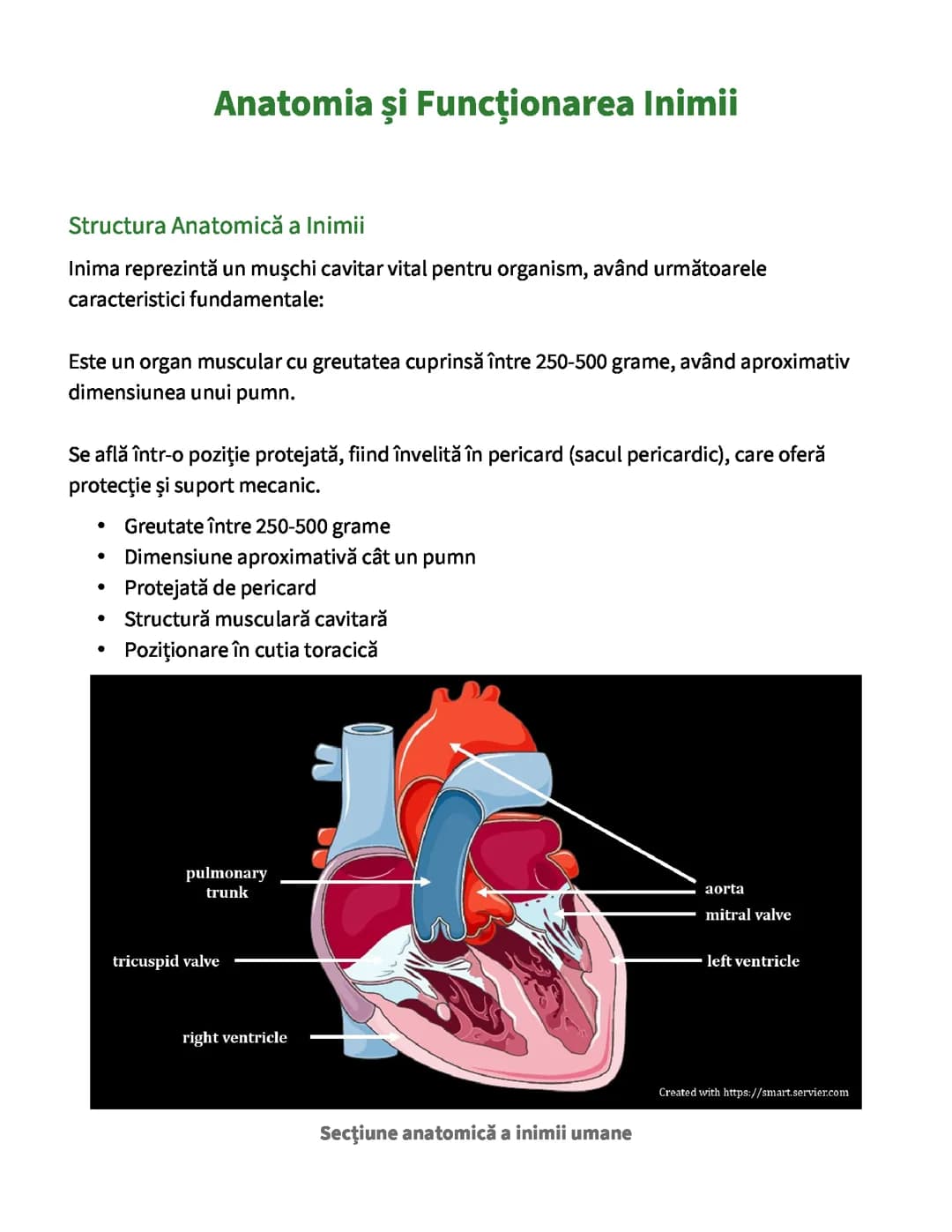 Anatomia și Funcționarea Inimii