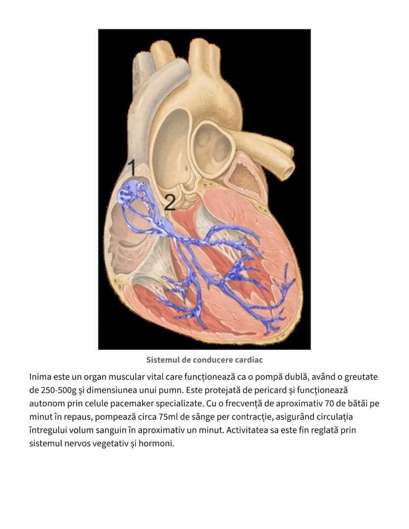 # Anatomia şi Funcţionarea Inimii

## Structura Anatomică a Inimii
Inima reprezintă un muşchi cavitar vital pentru organism, având următoare