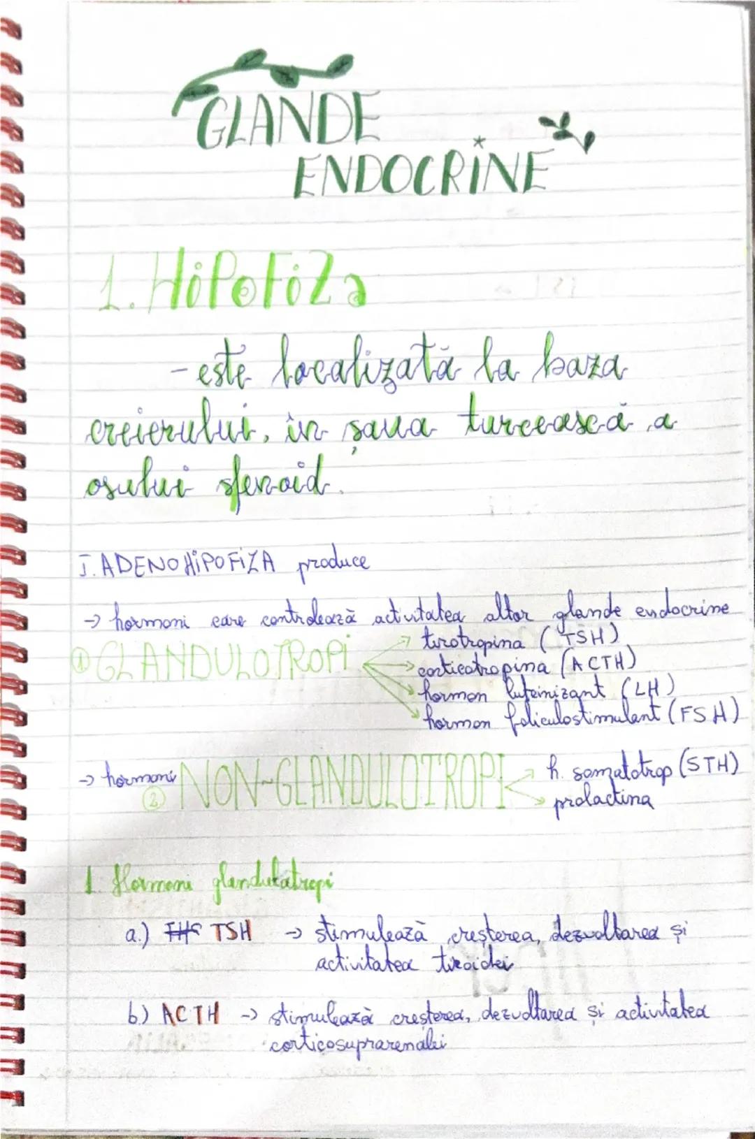 # GLANDE
# ENDOCRINE

1. Hipofiza
- este localizata la baza
creierului, in sa turceasca a
osului sfenoid.

1. ADENOHIPOFIZA produce
-> hormo