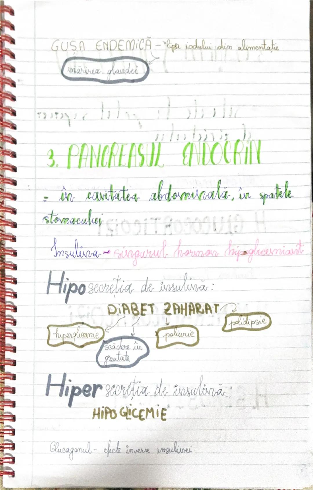 # GLANDE
# ENDOCRINE

1. Hipofiza
- este localizata la baza
creierului, in sa turceasca a
osului sfenoid.

1. ADENOHIPOFIZA produce
-> hormo