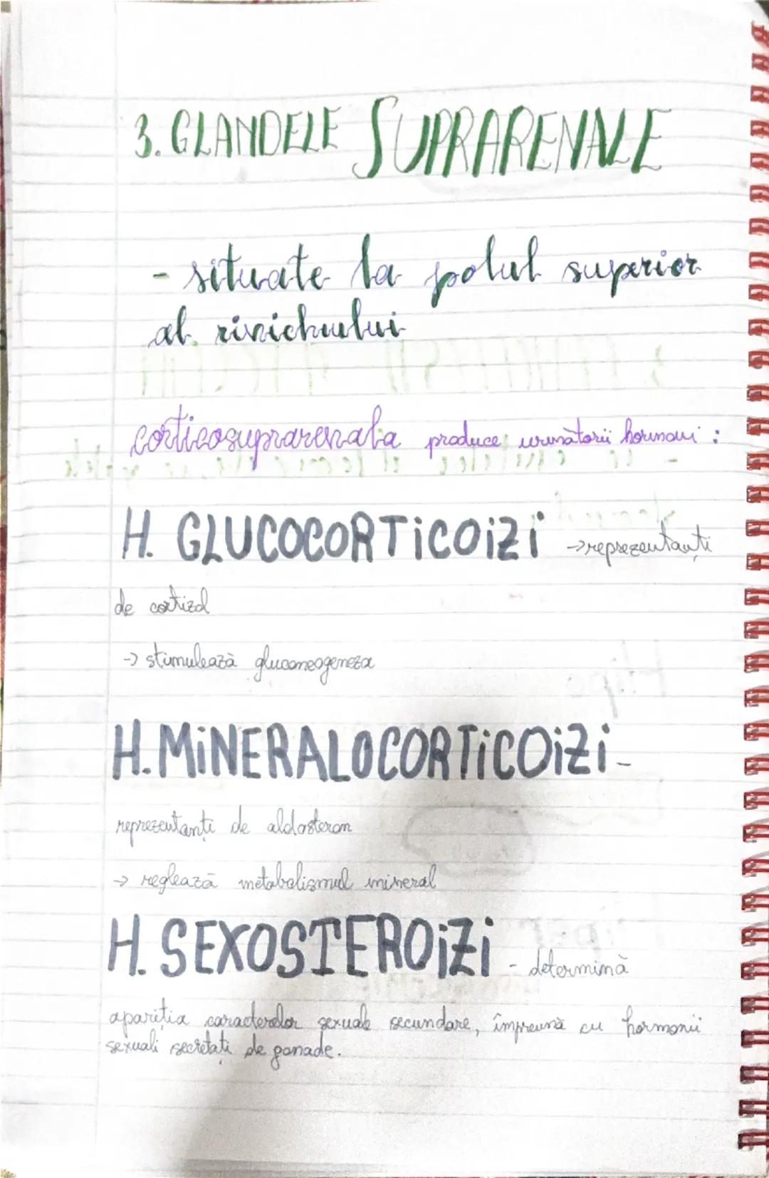 # GLANDE
# ENDOCRINE

1. Hipofiza
- este localizata la baza
creierului, in sa turceasca a
osului sfenoid.

1. ADENOHIPOFIZA produce
-> hormo