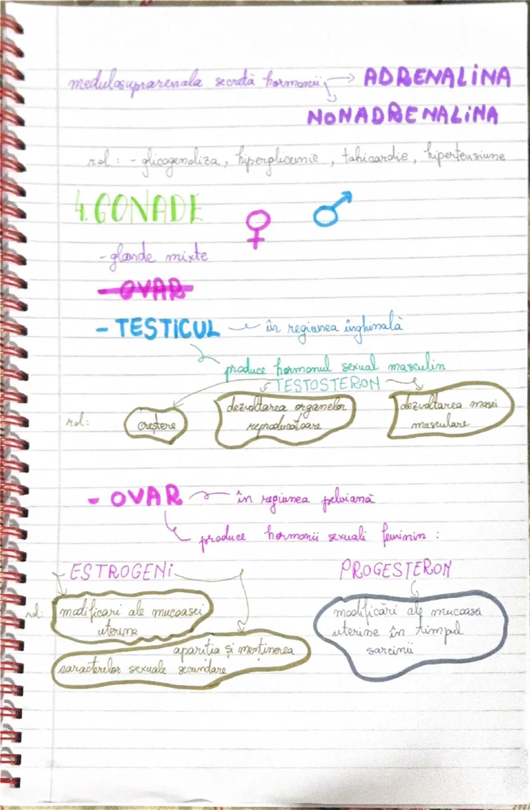 # GLANDE
# ENDOCRINE

1. Hipofiza
- este localizata la baza
creierului, in sa turceasca a
osului sfenoid.

1. ADENOHIPOFIZA produce
-> hormo