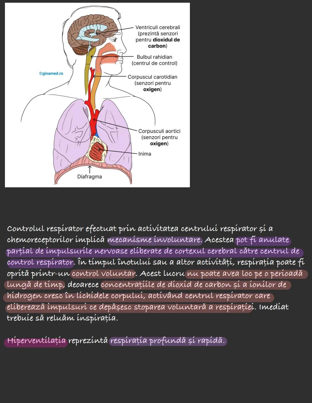 Respirația constă într-o serie de procese care realizează schimbul de gaze
(oxigen și dioxid de carbon) între celulele corpului și mediul e