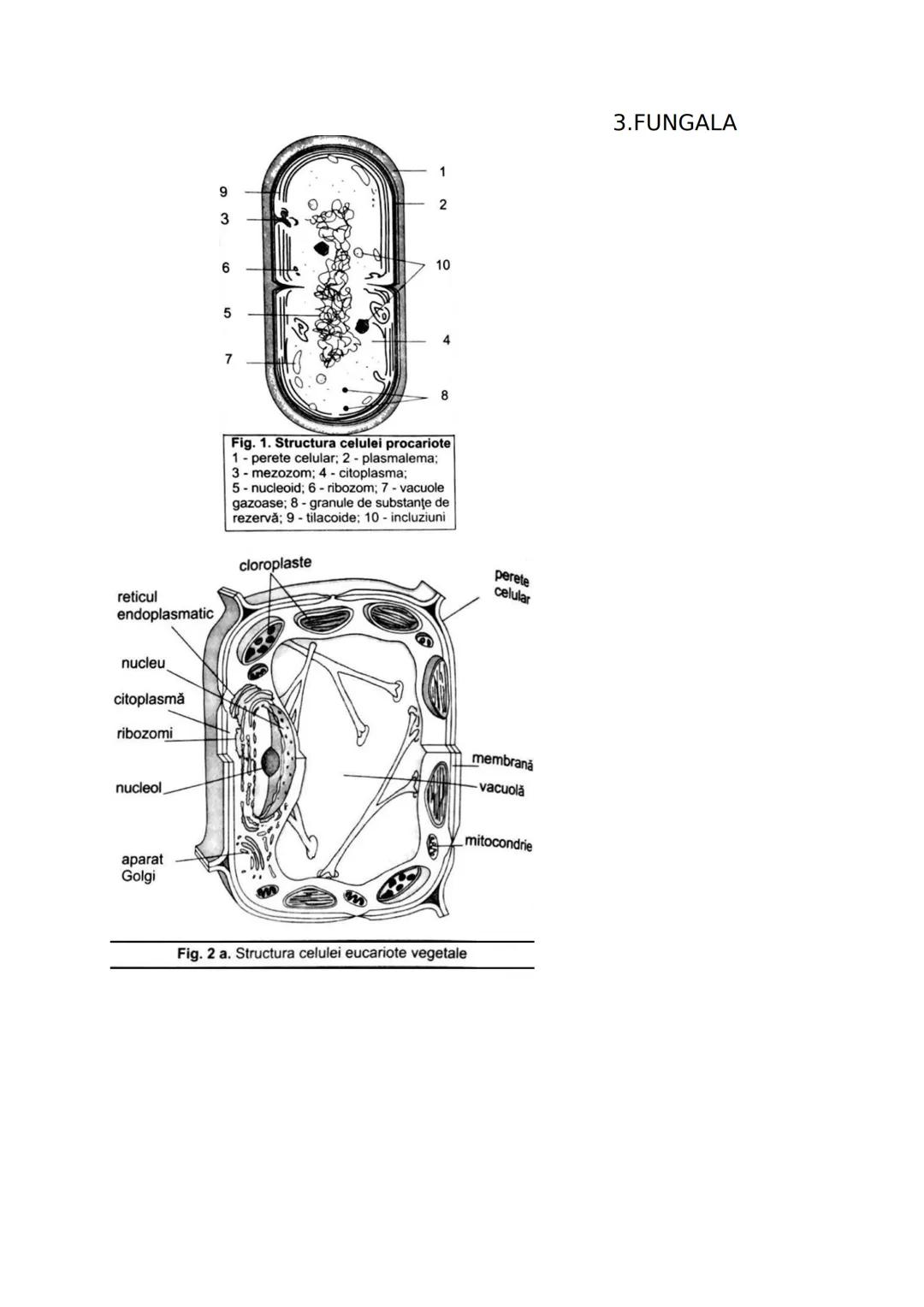 --- OCR Start ---
CLASA A IX-A
I. DIVERSITATEA LUMII VII
Stiinta care studiaza clasificarea lumii vii se numeste
SISTEMATICA sau TAXONOMIE.