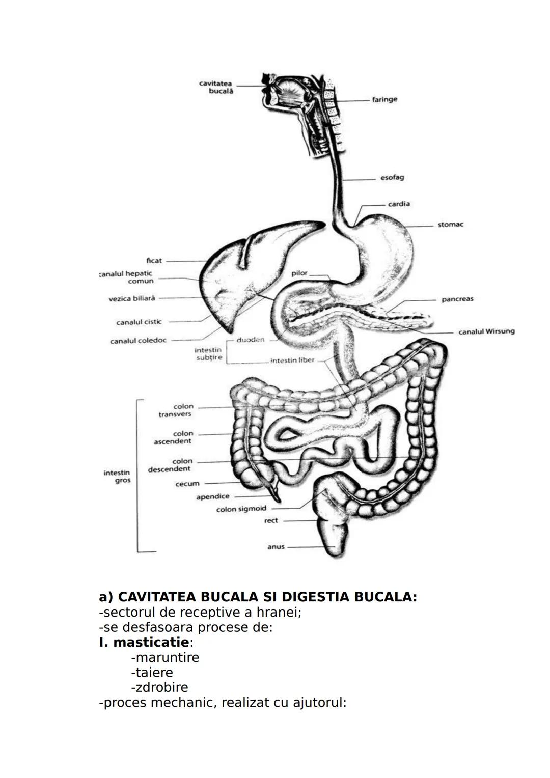 --- OCR Start ---
CLASA A IX-A
I. DIVERSITATEA LUMII VII
Stiinta care studiaza clasificarea lumii vii se numeste
SISTEMATICA sau TAXONOMIE.