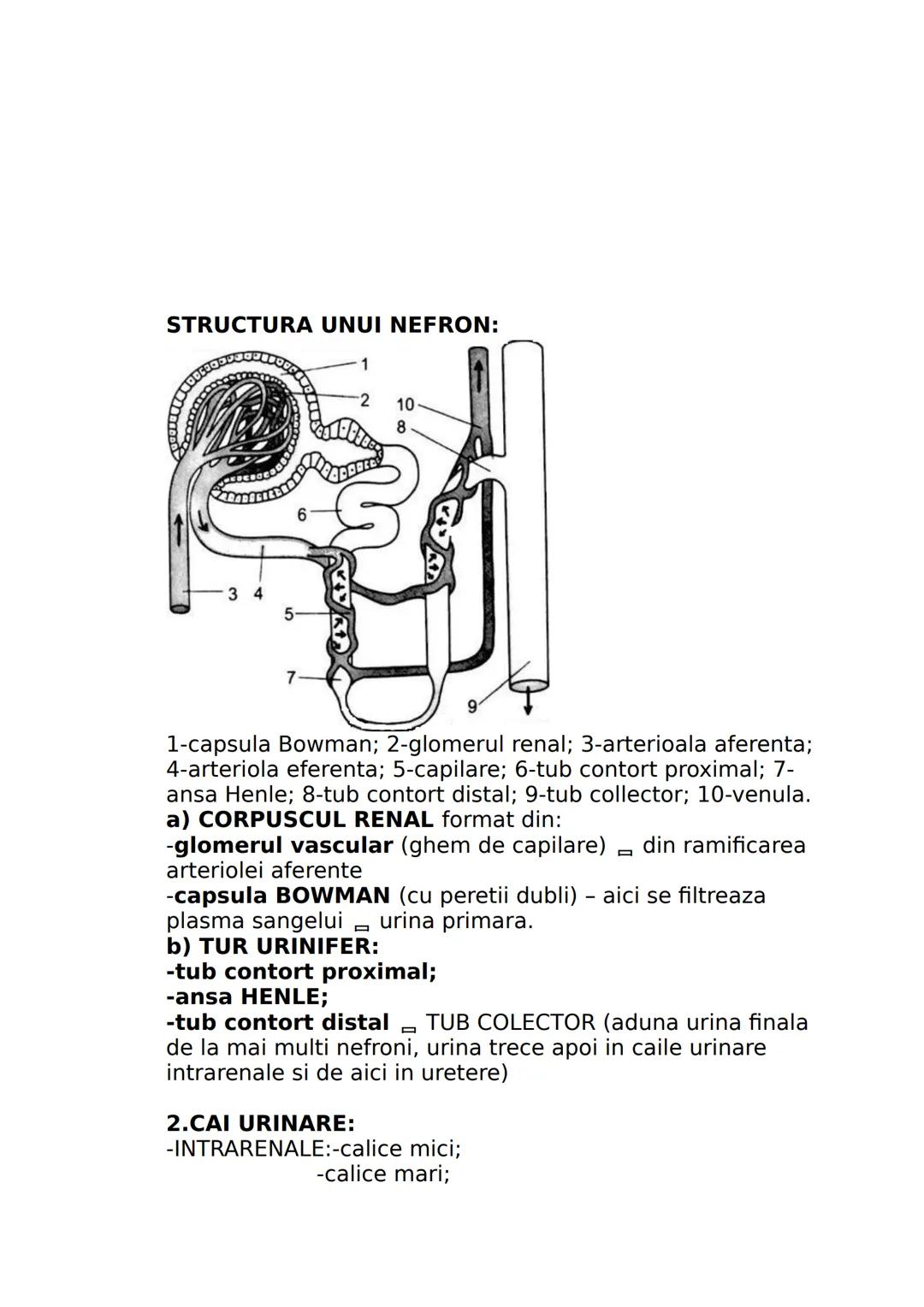 --- OCR Start ---
CLASA A IX-A
I. DIVERSITATEA LUMII VII
Stiinta care studiaza clasificarea lumii vii se numeste
SISTEMATICA sau TAXONOMIE.