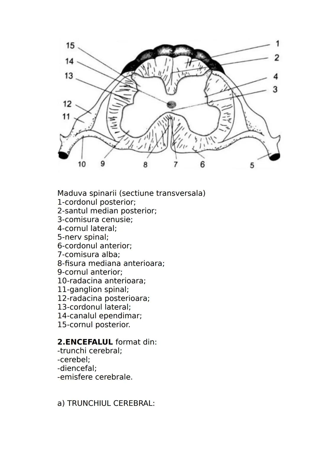 --- OCR Start ---
CLASA A IX-A
I. DIVERSITATEA LUMII VII
Stiinta care studiaza clasificarea lumii vii se numeste
SISTEMATICA sau TAXONOMIE.