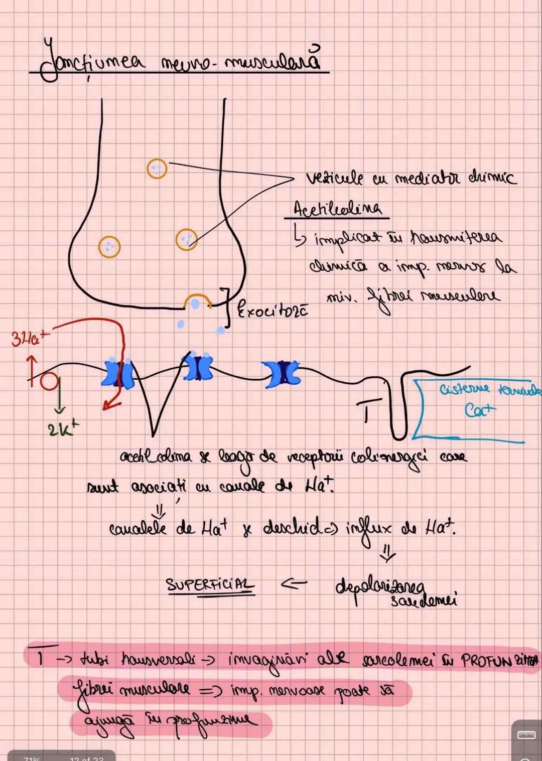 # Capitolul 8
# ȚESUTUL MUSCULAR
!!! Se distinge de restul țesuturilor - CONTRACTILITATE
Umitatea STRUCTURALĂ → fibra musculară /
→ celula m