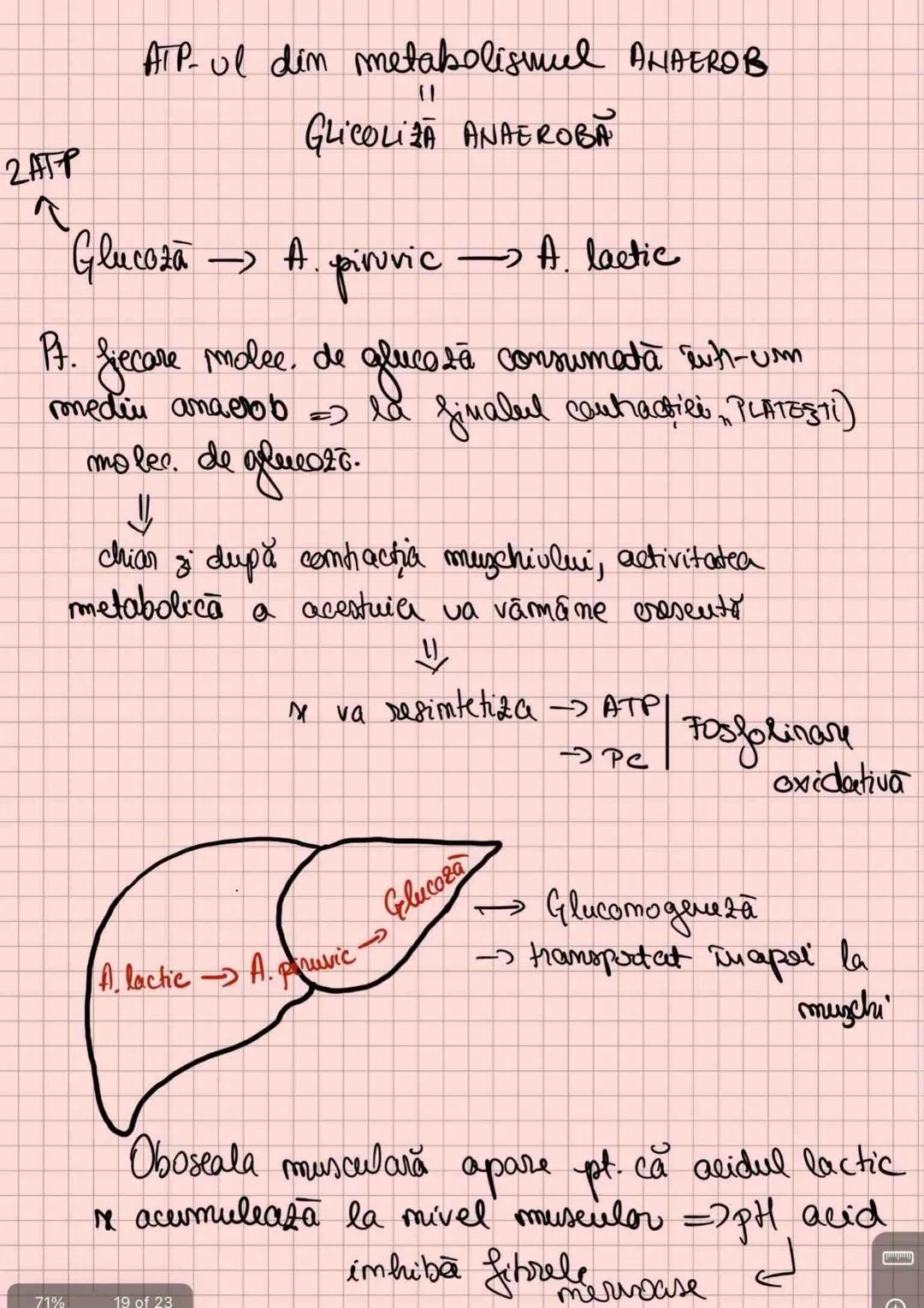 # Capitolul 8
# ȚESUTUL MUSCULAR
!!! Se distinge de restul țesuturilor - CONTRACTILITATE
Umitatea STRUCTURALĂ → fibra musculară /
→ celula m