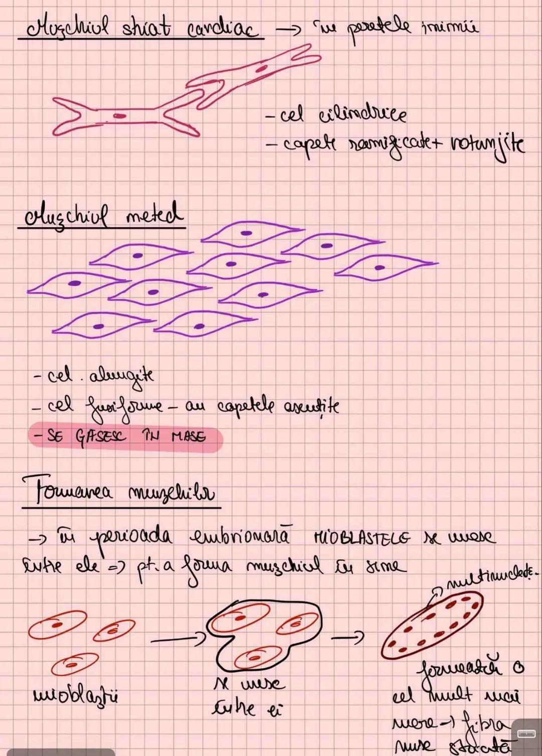 # Capitolul 8
# ȚESUTUL MUSCULAR
!!! Se distinge de restul țesuturilor - CONTRACTILITATE
Umitatea STRUCTURALĂ → fibra musculară /
→ celula m
