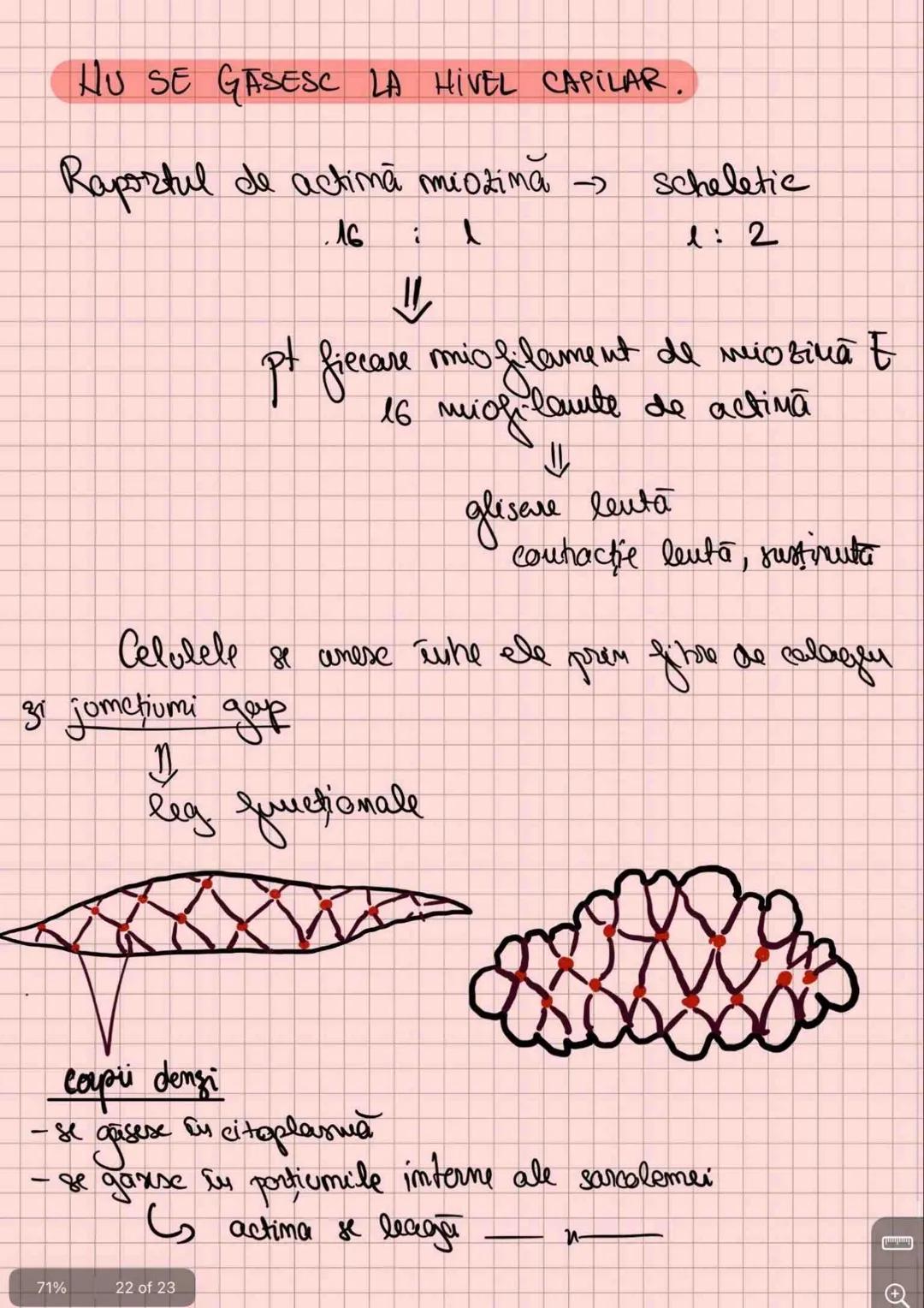# Capitolul 8
# ȚESUTUL MUSCULAR
!!! Se distinge de restul țesuturilor - CONTRACTILITATE
Umitatea STRUCTURALĂ → fibra musculară /
→ celula m