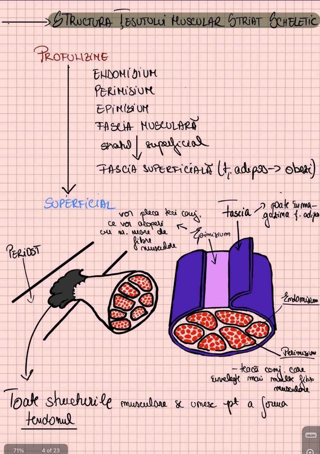 # Capitolul 8
# ȚESUTUL MUSCULAR
!!! Se distinge de restul țesuturilor - CONTRACTILITATE
Umitatea STRUCTURALĂ → fibra musculară /
→ celula m