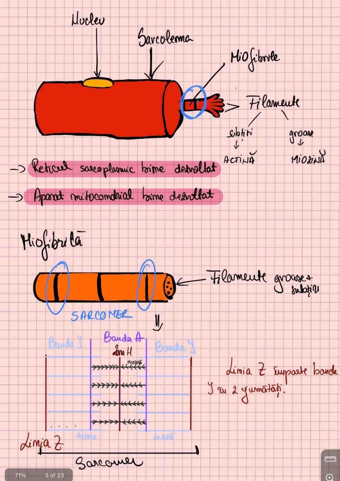 # Capitolul 8
# ȚESUTUL MUSCULAR
!!! Se distinge de restul țesuturilor - CONTRACTILITATE
Umitatea STRUCTURALĂ → fibra musculară /
→ celula m