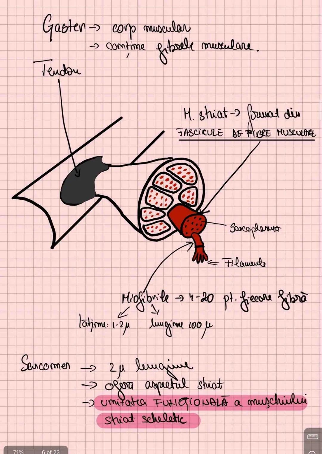 # Capitolul 8
# ȚESUTUL MUSCULAR
!!! Se distinge de restul țesuturilor - CONTRACTILITATE
Umitatea STRUCTURALĂ → fibra musculară /
→ celula m