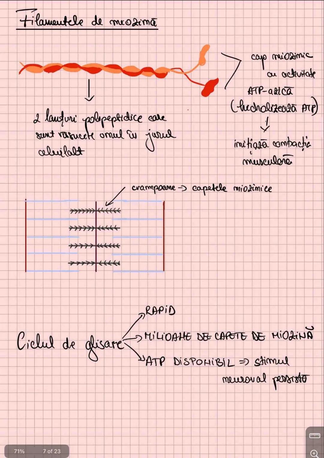 # Capitolul 8
# ȚESUTUL MUSCULAR
!!! Se distinge de restul țesuturilor - CONTRACTILITATE
Umitatea STRUCTURALĂ → fibra musculară /
→ celula m