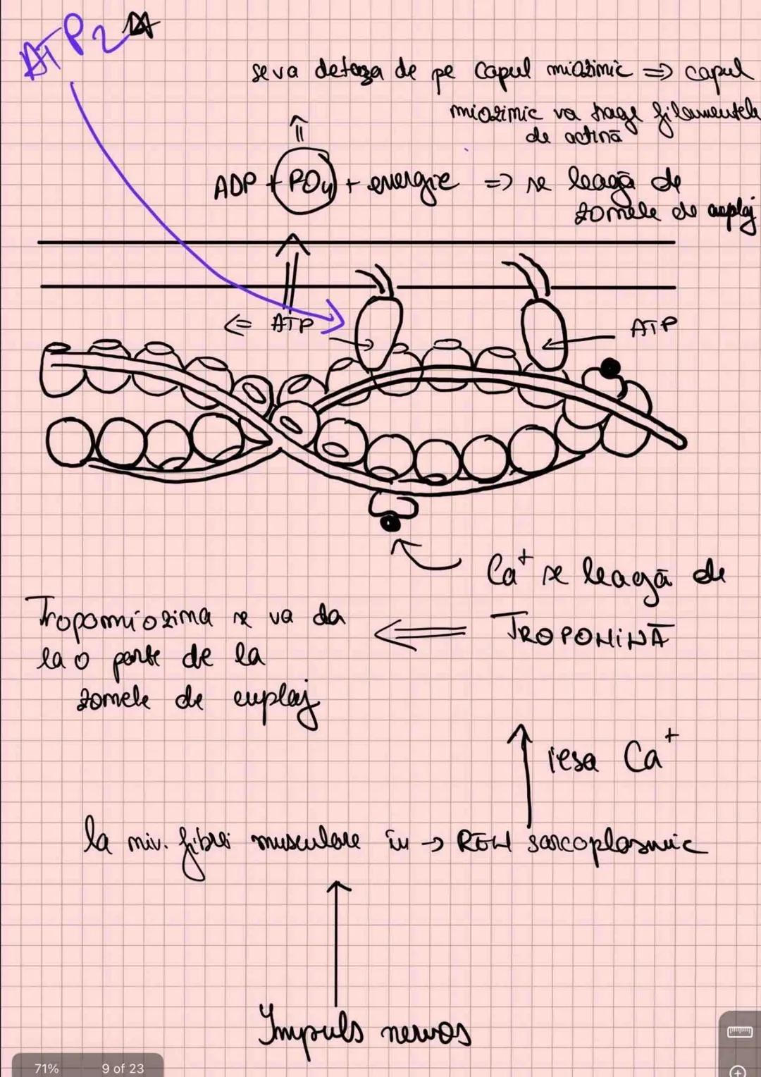 # Capitolul 8
# ȚESUTUL MUSCULAR
!!! Se distinge de restul țesuturilor - CONTRACTILITATE
Umitatea STRUCTURALĂ → fibra musculară /
→ celula m