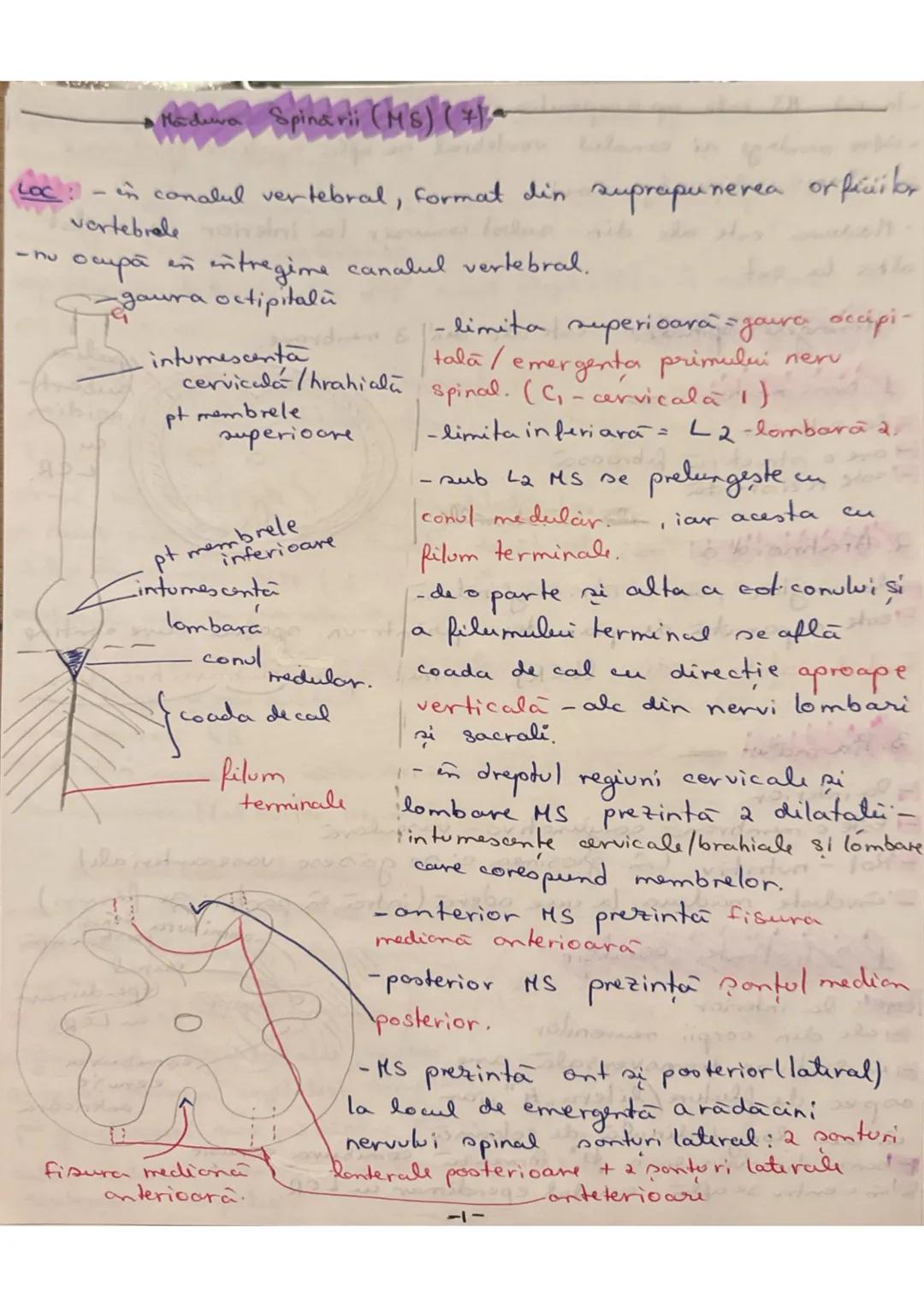 --- OCR Start ---
Madura Spinarii (MS) (+1 (7
LOC: - in canalul vertebral, format din suprapunerea orficior
vertebrale in Hal
ocupă în între
