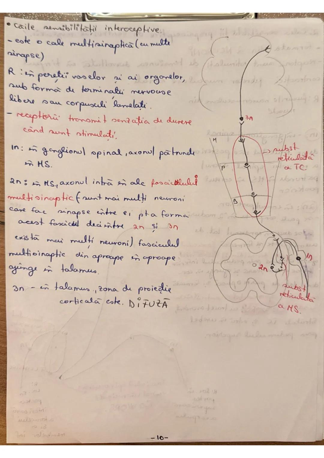 --- OCR Start ---
Madura Spinarii (MS) (+1 (7
LOC: - in canalul vertebral, format din suprapunerea orficior
vertebrale in Hal
ocupă în între