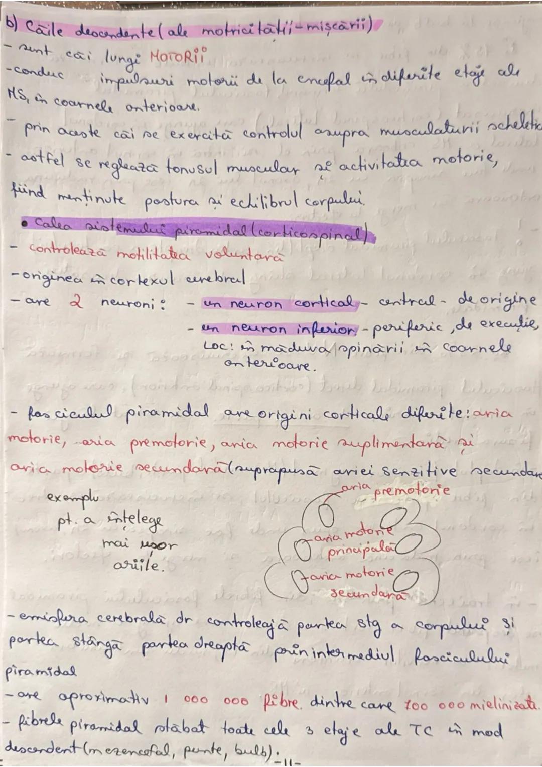 --- OCR Start ---
Madura Spinarii (MS) (+1 (7
LOC: - in canalul vertebral, format din suprapunerea orficior
vertebrale in Hal
ocupă în între