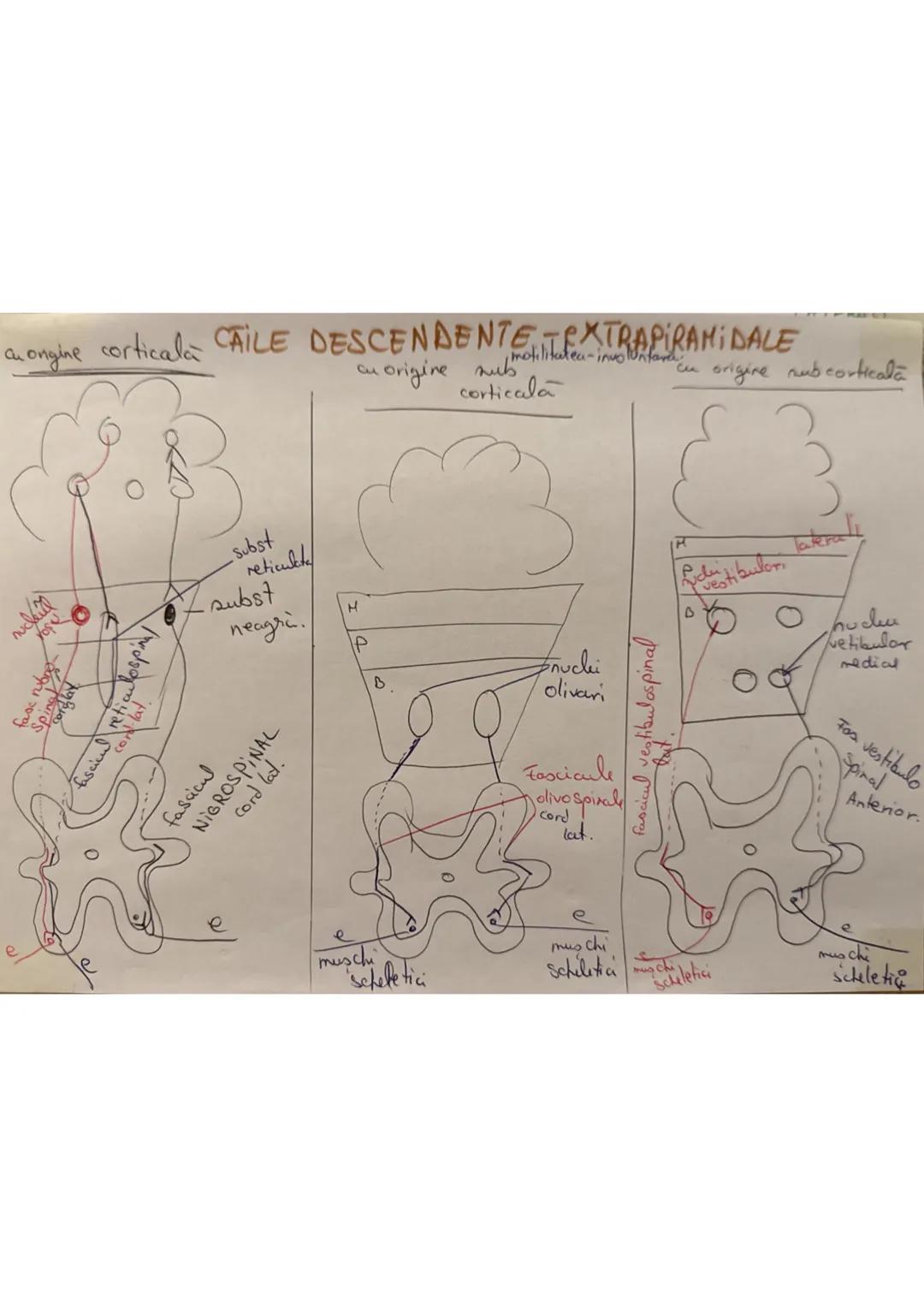 --- OCR Start ---
Madura Spinarii (MS) (+1 (7
LOC: - in canalul vertebral, format din suprapunerea orficior
vertebrale in Hal
ocupă în între