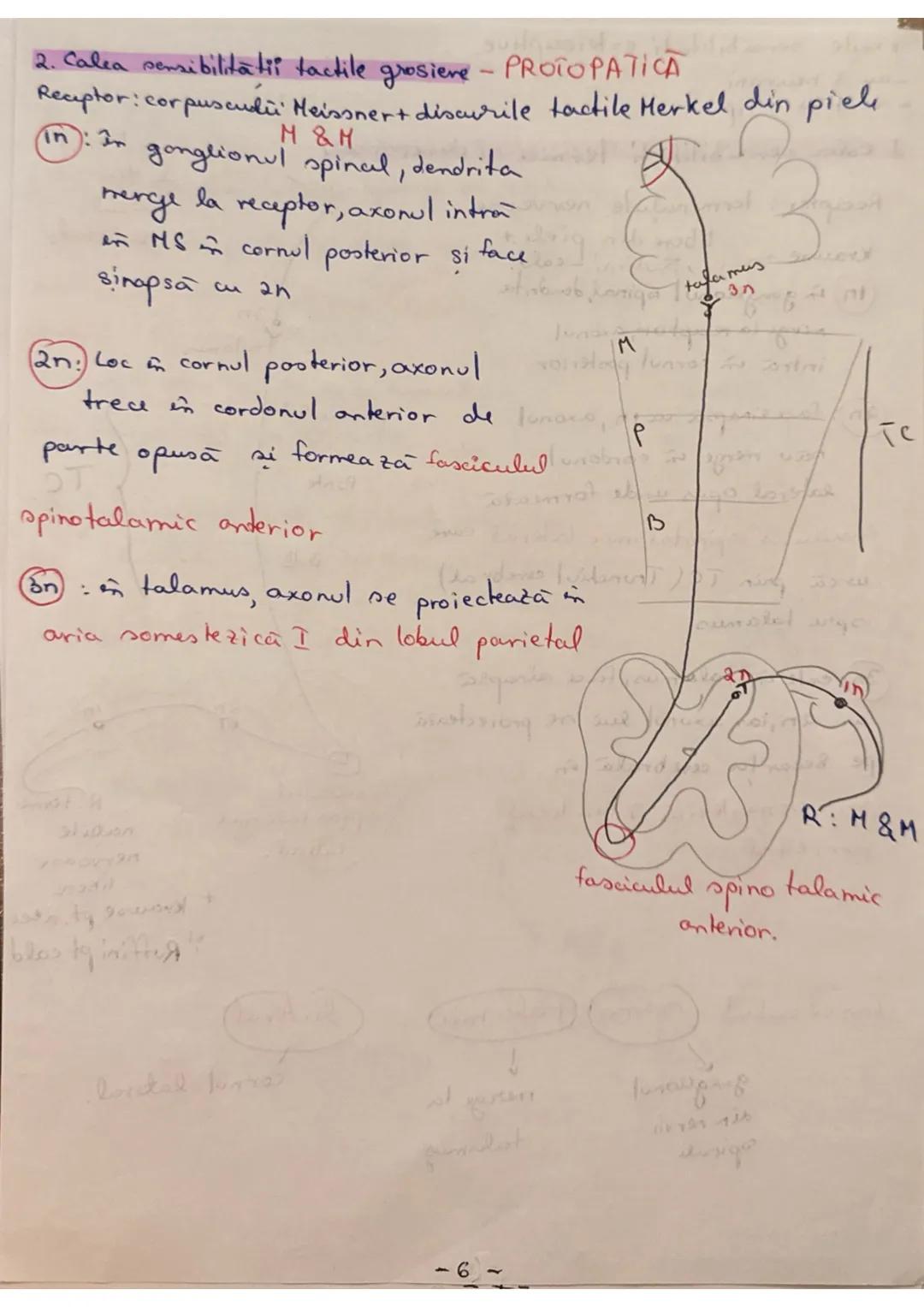 --- OCR Start ---
Madura Spinarii (MS) (+1 (7
LOC: - in canalul vertebral, format din suprapunerea orficior
vertebrale in Hal
ocupă în între