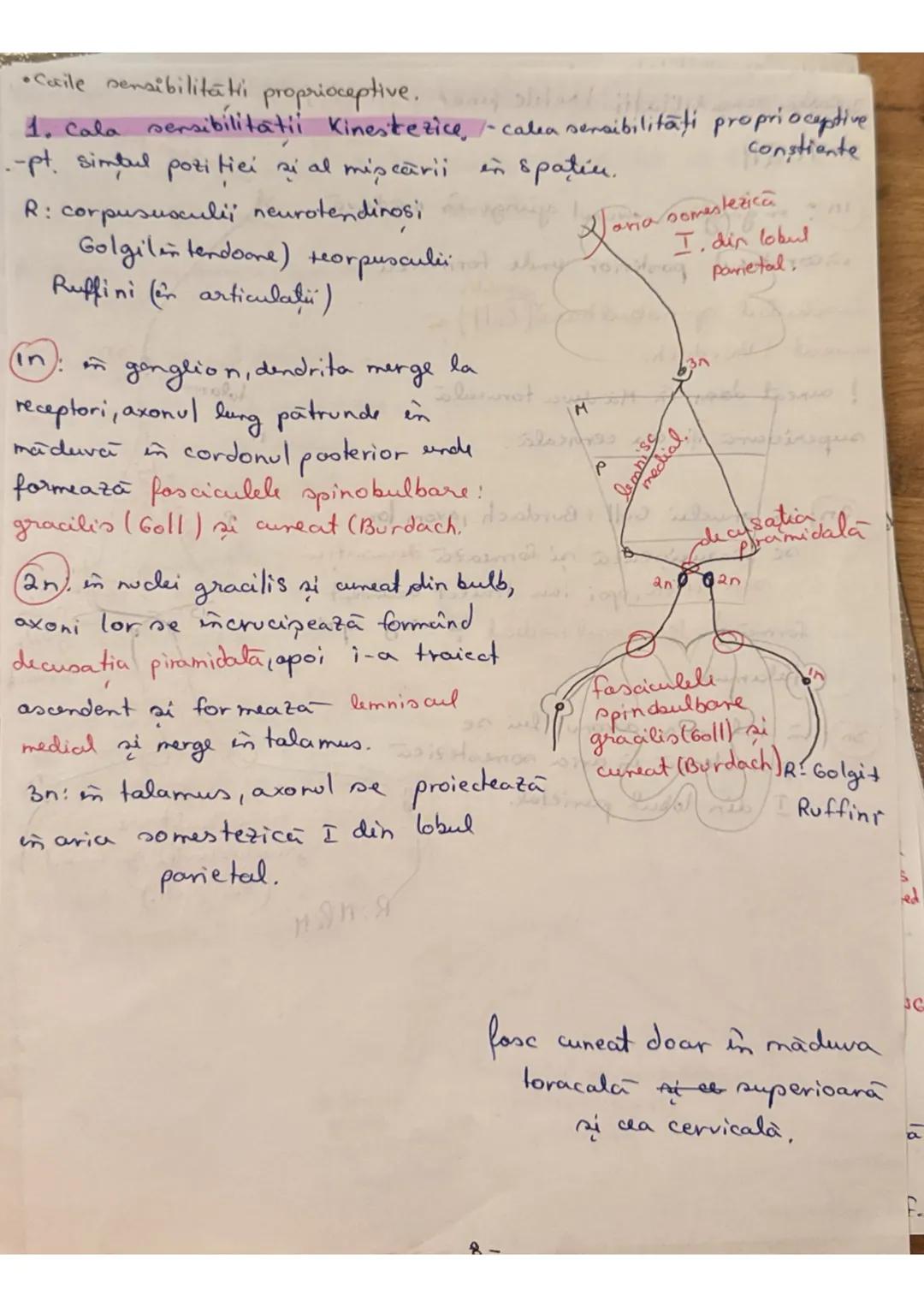 --- OCR Start ---
Madura Spinarii (MS) (+1 (7
LOC: - in canalul vertebral, format din suprapunerea orficior
vertebrale in Hal
ocupă în între
