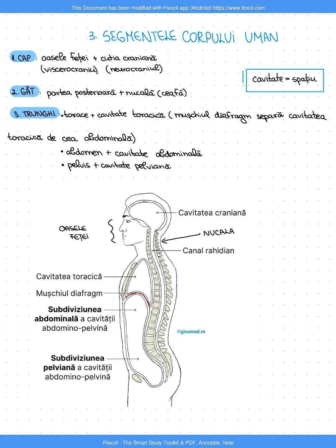 Segmente ale corpului uman