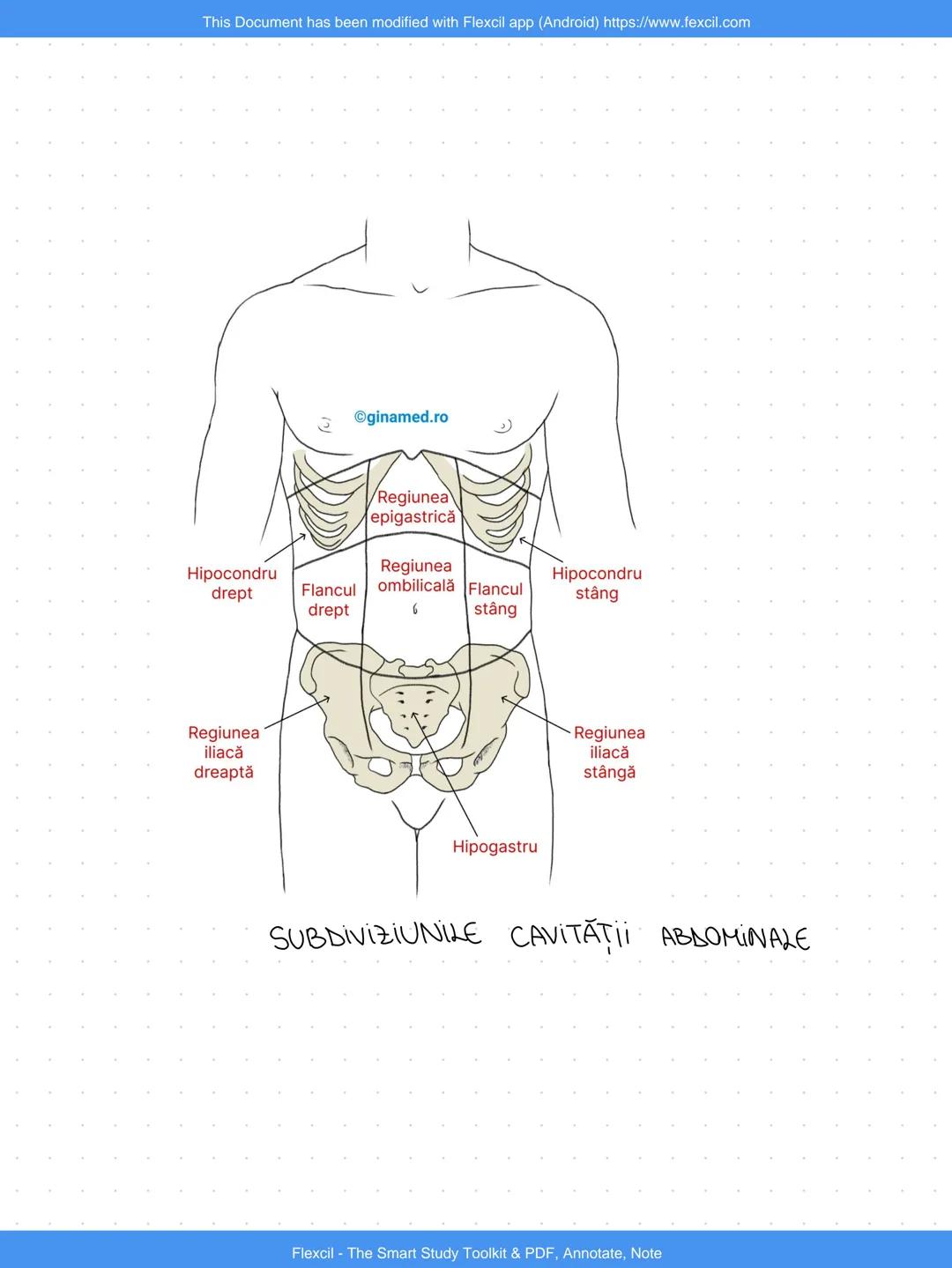 --- OCR Start ---
This Document has been modified with Flexcil app (Android) https://www.fexcil.com
3. SEGMENTELE CORPULUI UMAN
1. CAP: oase