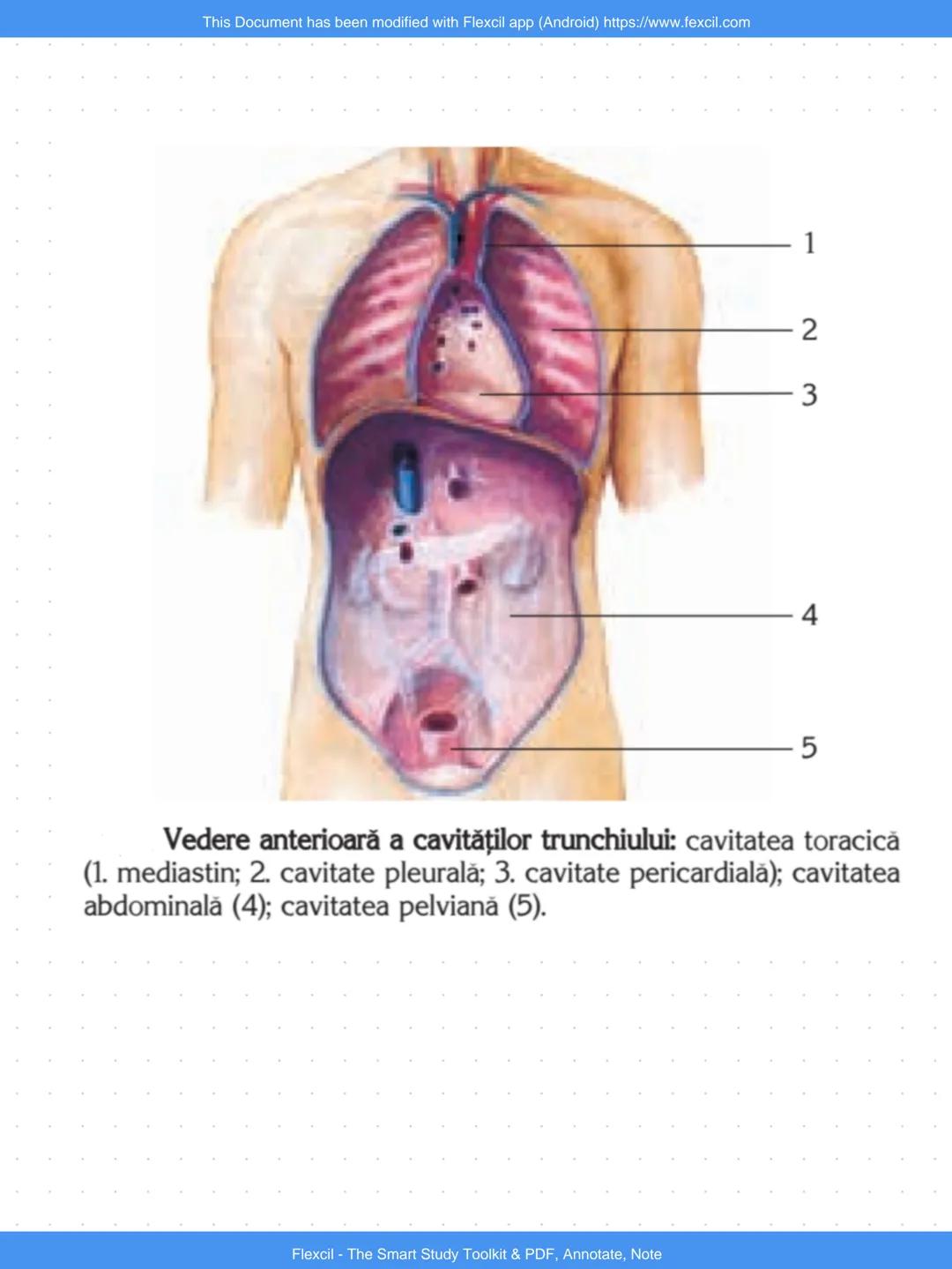 --- OCR Start ---
This Document has been modified with Flexcil app (Android) https://www.fexcil.com
3. SEGMENTELE CORPULUI UMAN
1. CAP: oase