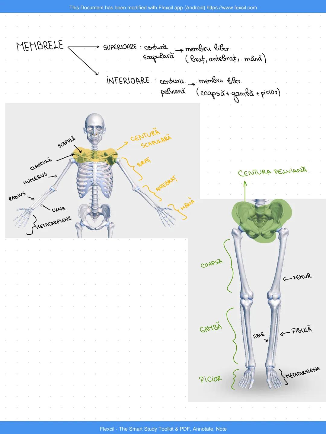 --- OCR Start ---
This Document has been modified with Flexcil app (Android) https://www.fexcil.com
3. SEGMENTELE CORPULUI UMAN
1. CAP: oase