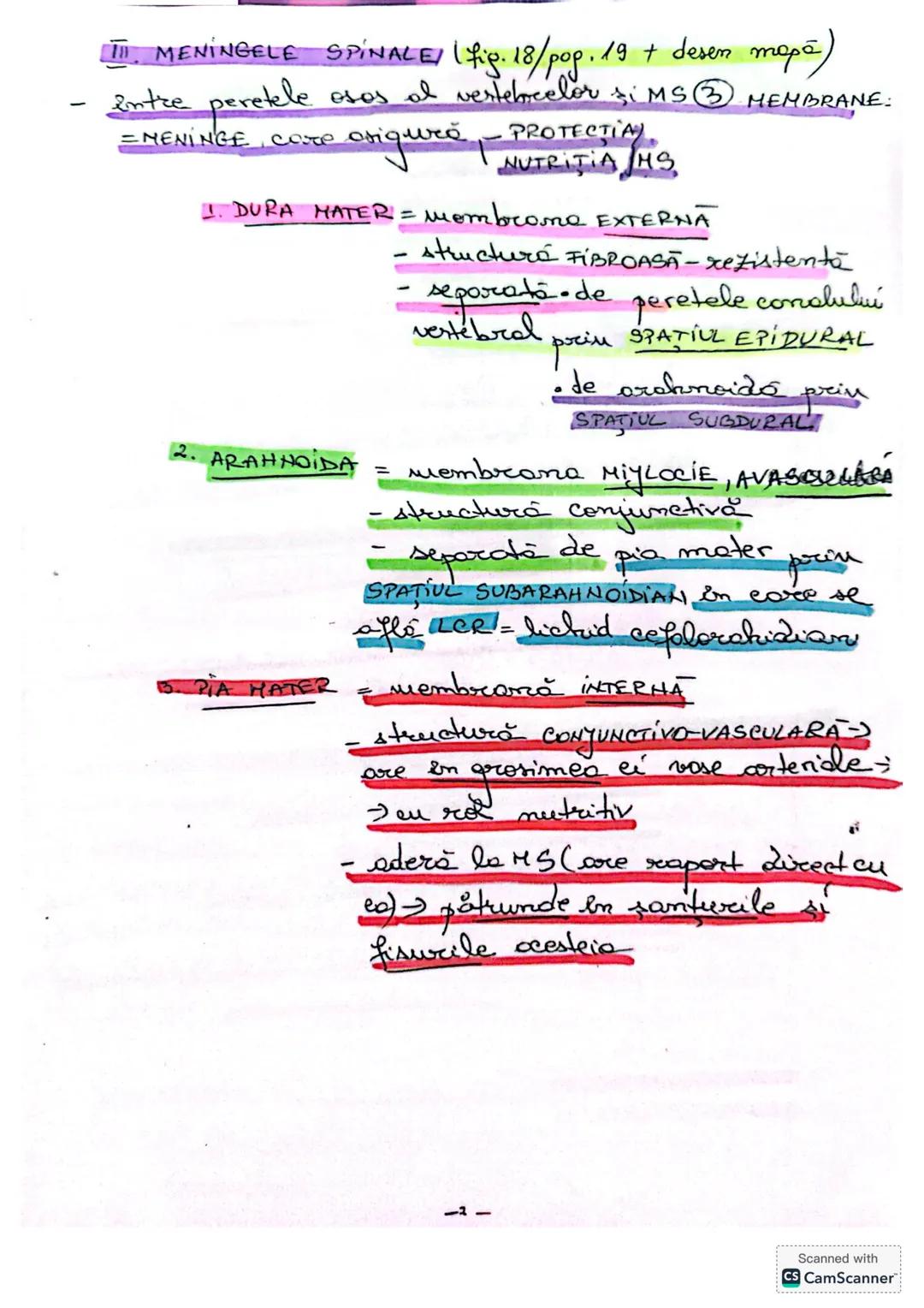# MĂDUVA SPINĂRII (MS)
1. **LOCALIZARE** (Fig 14/ pag 18+ desen anexă)
- în canalul vertebral = rahidian, oase se află în
centul coloanei v