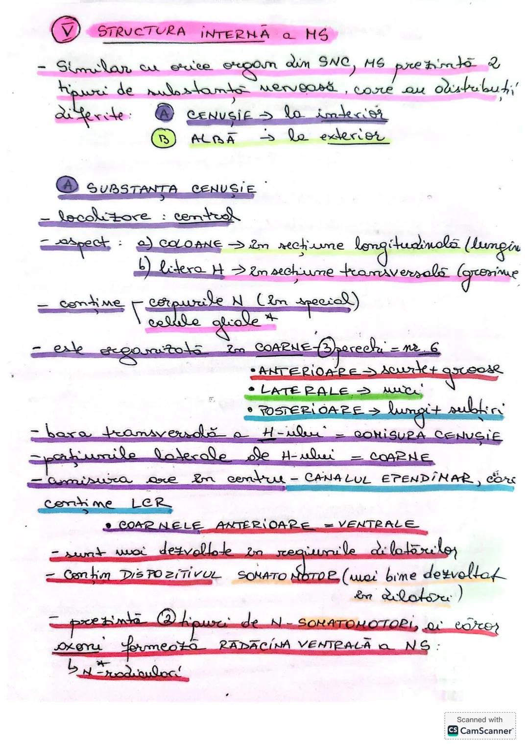 # MĂDUVA SPINĂRII (MS)
1. **LOCALIZARE** (Fig 14/ pag 18+ desen anexă)
- în canalul vertebral = rahidian, oase se află în
centul coloanei v