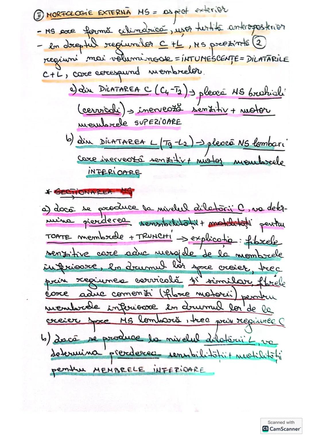 # MĂDUVA SPINĂRII (MS)
1. **LOCALIZARE** (Fig 14/ pag 18+ desen anexă)
- în canalul vertebral = rahidian, oase se află în
centul coloanei v