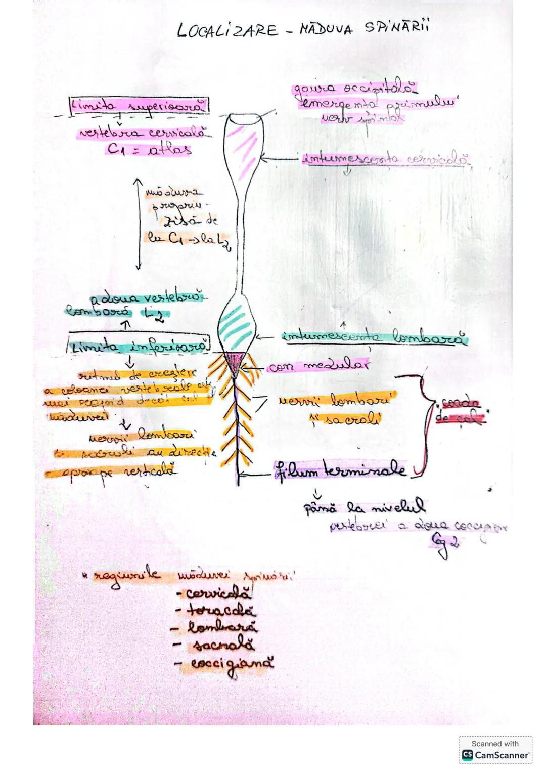 # MĂDUVA SPINĂRII (MS)
1. **LOCALIZARE** (Fig 14/ pag 18+ desen anexă)
- în canalul vertebral = rahidian, oase se află în
centul coloanei v