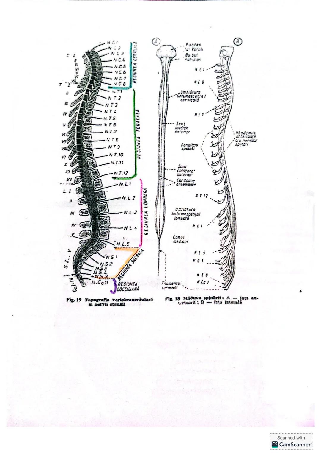 # MĂDUVA SPINĂRII (MS)
1. **LOCALIZARE** (Fig 14/ pag 18+ desen anexă)
- în canalul vertebral = rahidian, oase se află în
centul coloanei v