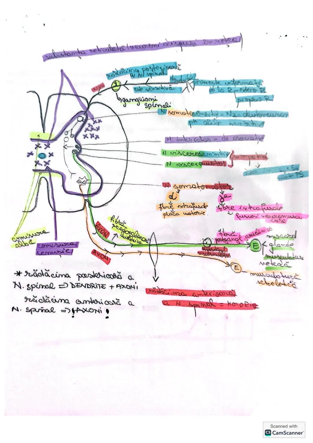 # MĂDUVA SPINĂRII (MS)
1. **LOCALIZARE** (Fig 14/ pag 18+ desen anexă)
- în canalul vertebral = rahidian, oase se află în
centul coloanei v
