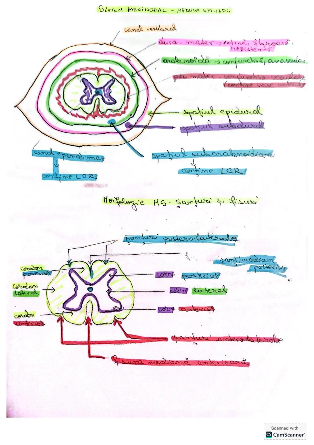 # MĂDUVA SPINĂRII (MS)
1. **LOCALIZARE** (Fig 14/ pag 18+ desen anexă)
- în canalul vertebral = rahidian, oase se află în
centul coloanei v