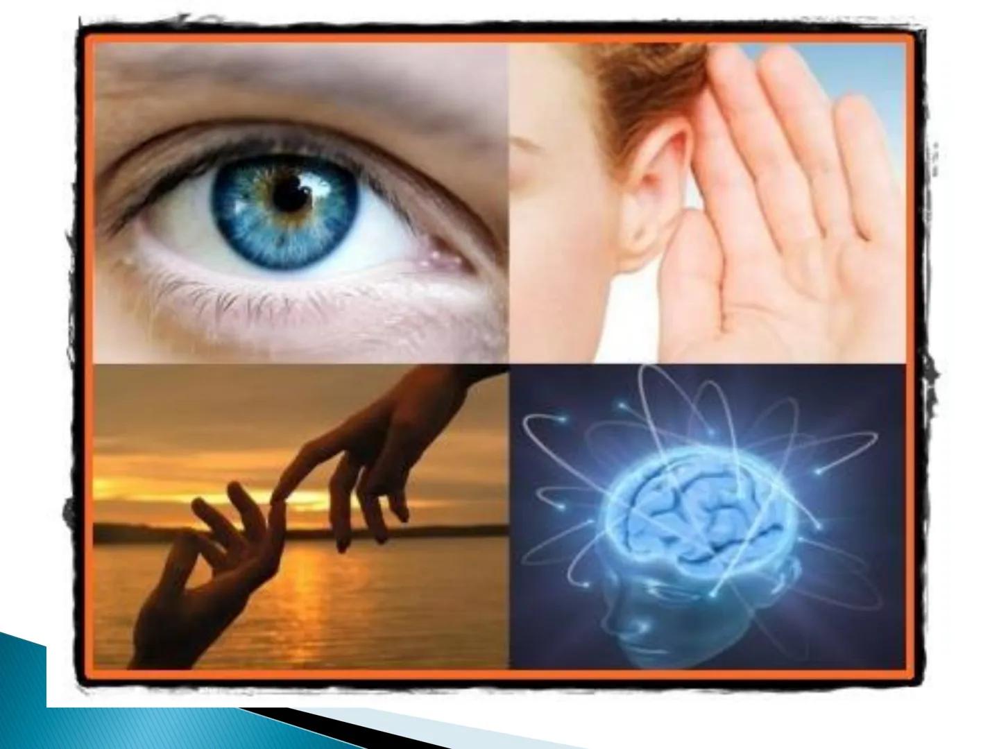 # MEMORIA ► I. Definitie
► II. Caracterizare generala
► III. Caracterizare specifica
► IV. Procesele memoriei
► V. Factorii, legile si optim