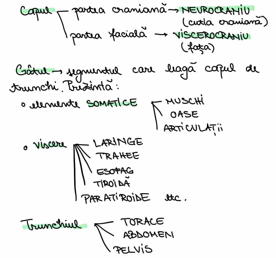 # Topografia organelor si sistemelas de
organe.
→ În corpul uman celulele și tesuturile
alcătuiesc organe si sisteme de organe -
→ arganele