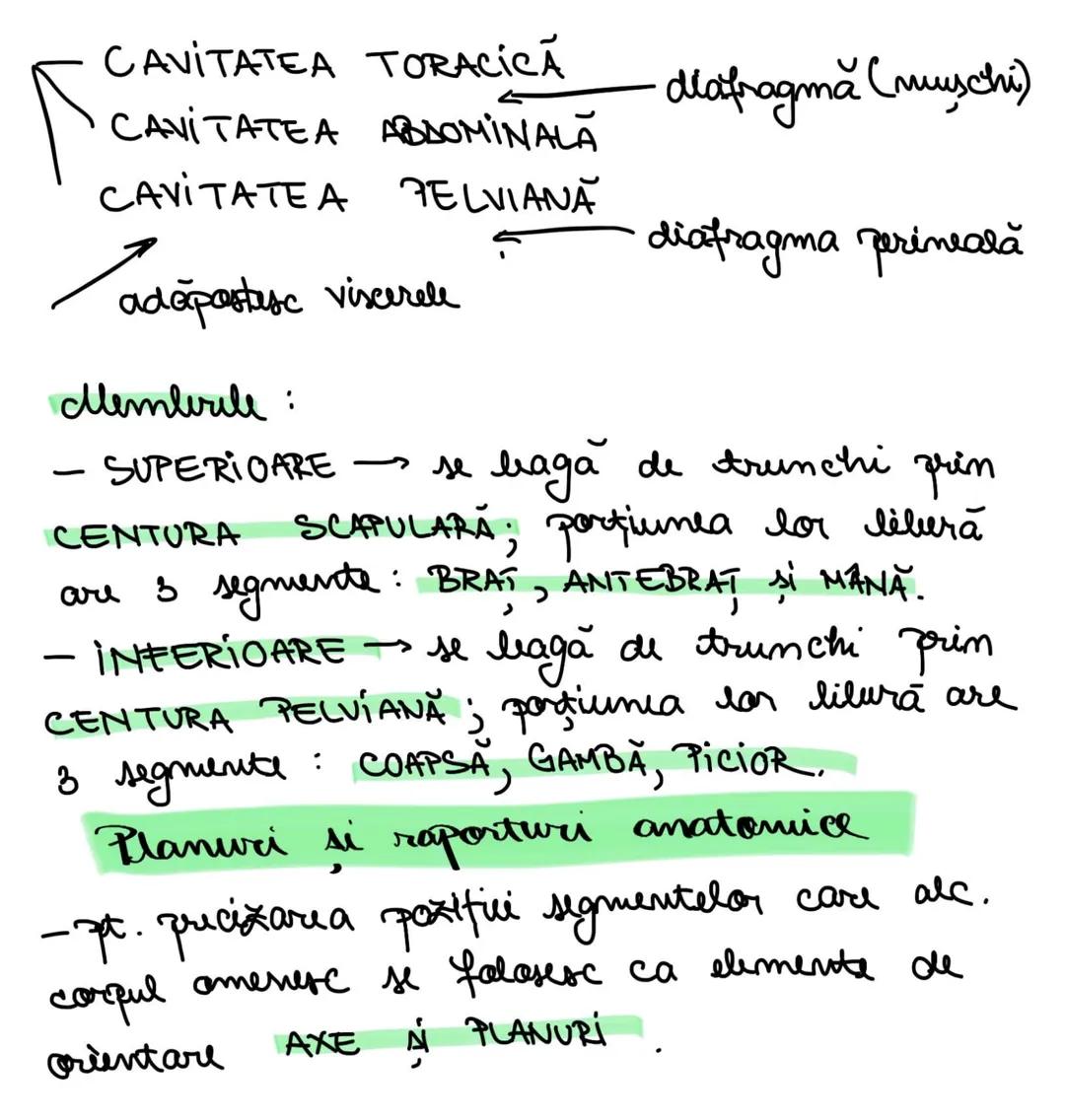 # Topografia organelor si sistemelas de
organe.
→ În corpul uman celulele și tesuturile
alcătuiesc organe si sisteme de organe -
→ arganele
