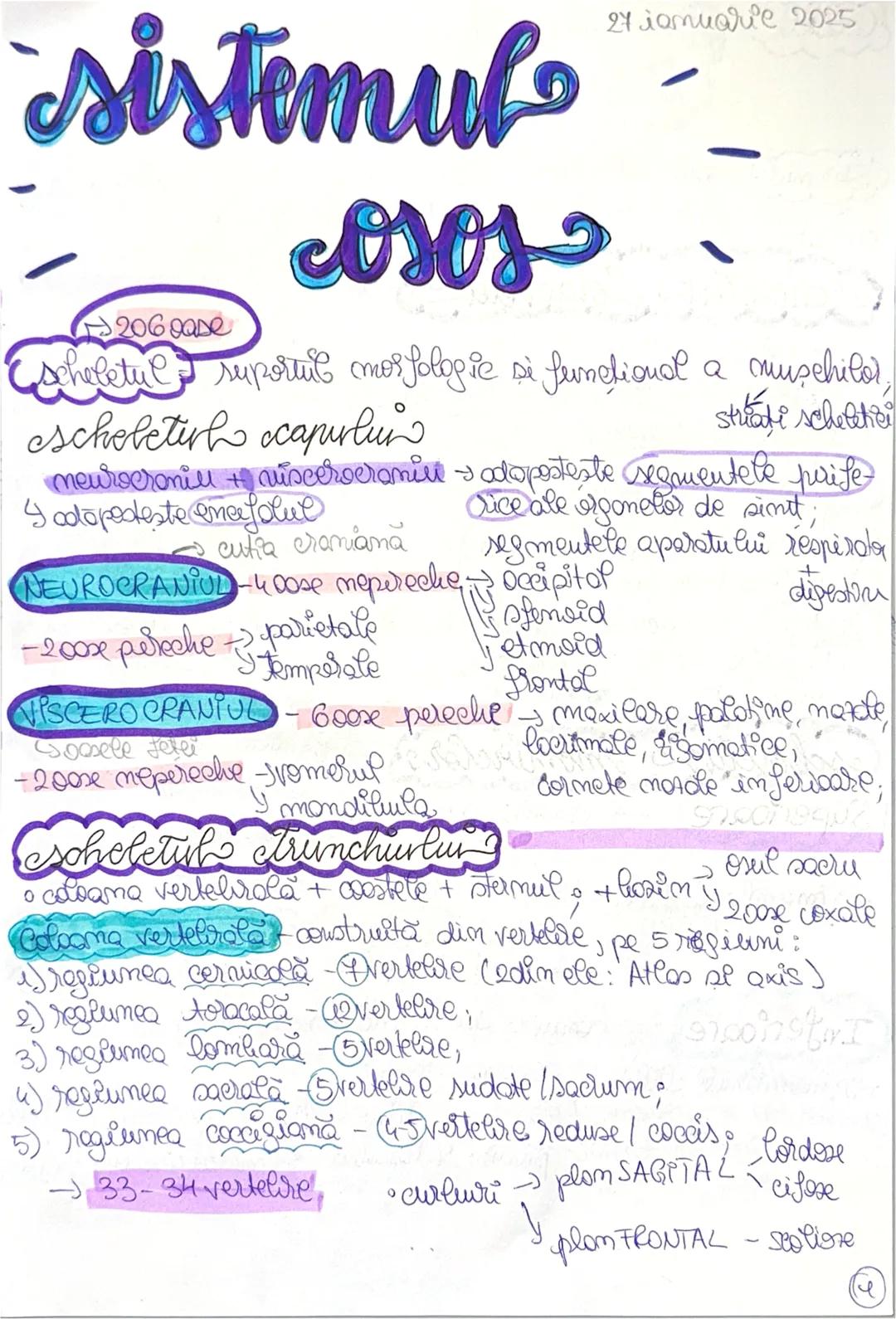 Sistemul osos bac biologie