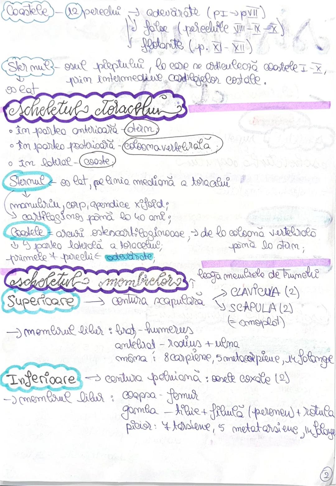 # sistemul
# cosos
27 ianuarie 2025
- 206 gase
scheletul suportul morfologie si functional a muschilor,
escheletich capulun
F strati sch