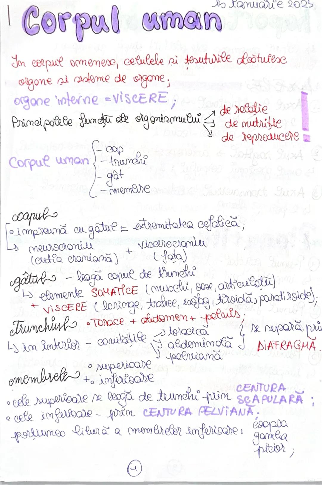# Corpul uman
15 ianuarie 2025
In corpul omenesc, celulele si tesuturile constituie
organe si sisteme de organe;
organe interne = VISCERE;
P