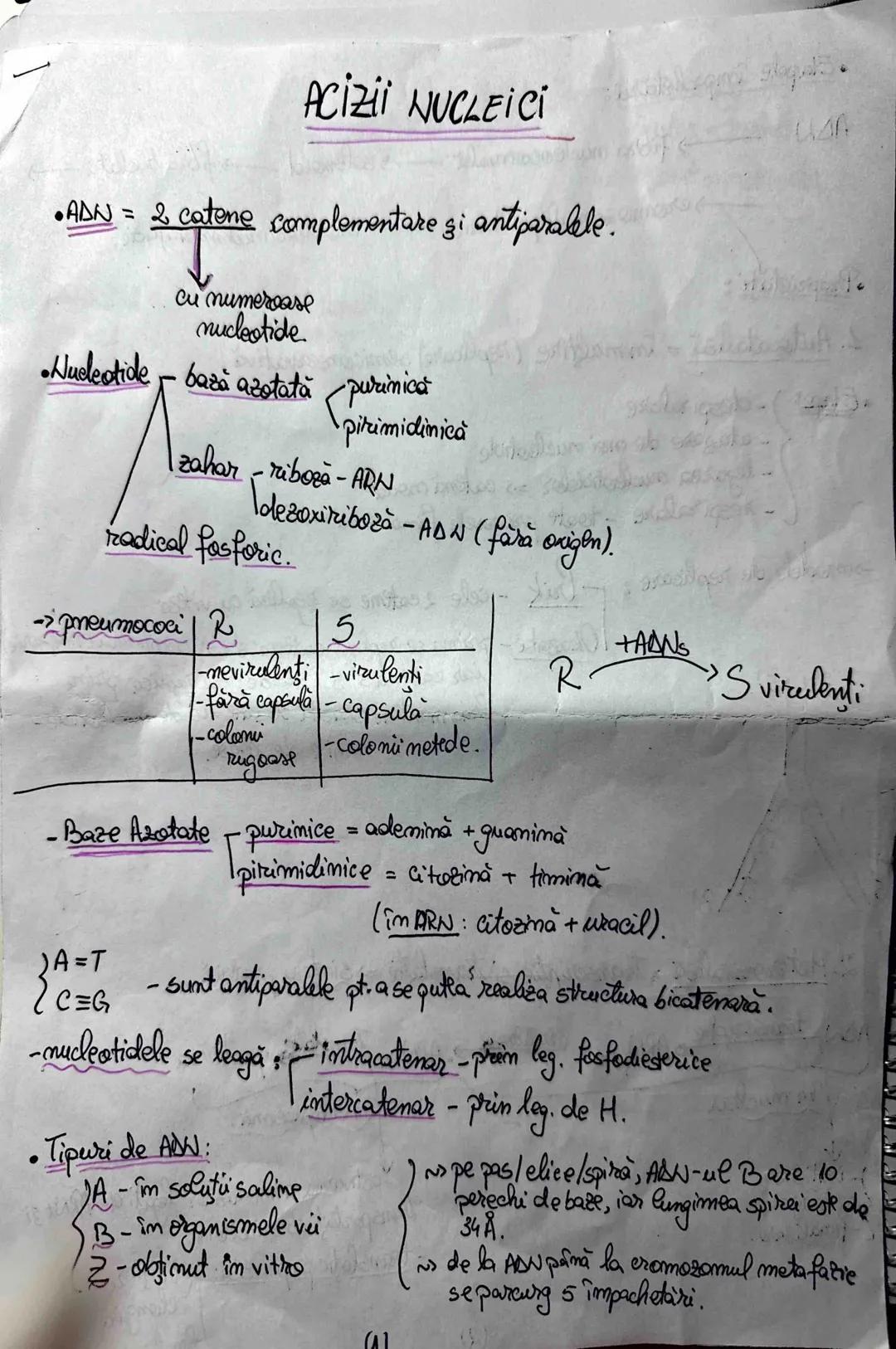 # ACİZİİ NUCLEICI
•ADN = 2 catene complementare şi antiparalele.
cu numeroase
nucleotide.
•Nucleotide bază azotată purinică
pirimidinica