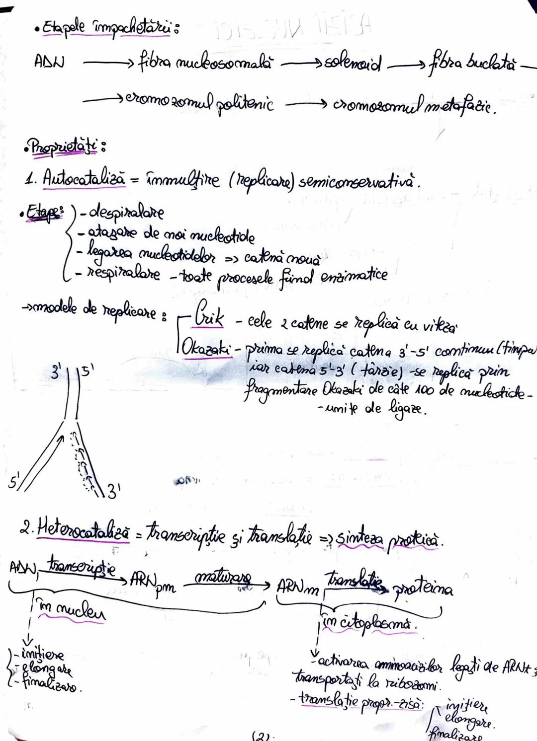 # ACİZİİ NUCLEICI
•ADN = 2 catene complementare şi antiparalele.
cu numeroase
nucleotide.
•Nucleotide bază azotată purinică
pirimidinica