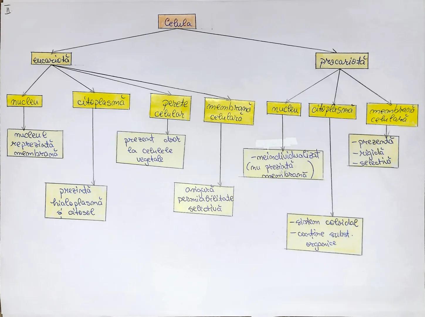 --- OCR Start ---
eucariota
nucleu
nucleu e
reprezintă
membrama
citoplasmă
prezintă
hialoplasmă
s citosel
Celula
prescariota
perete membrana