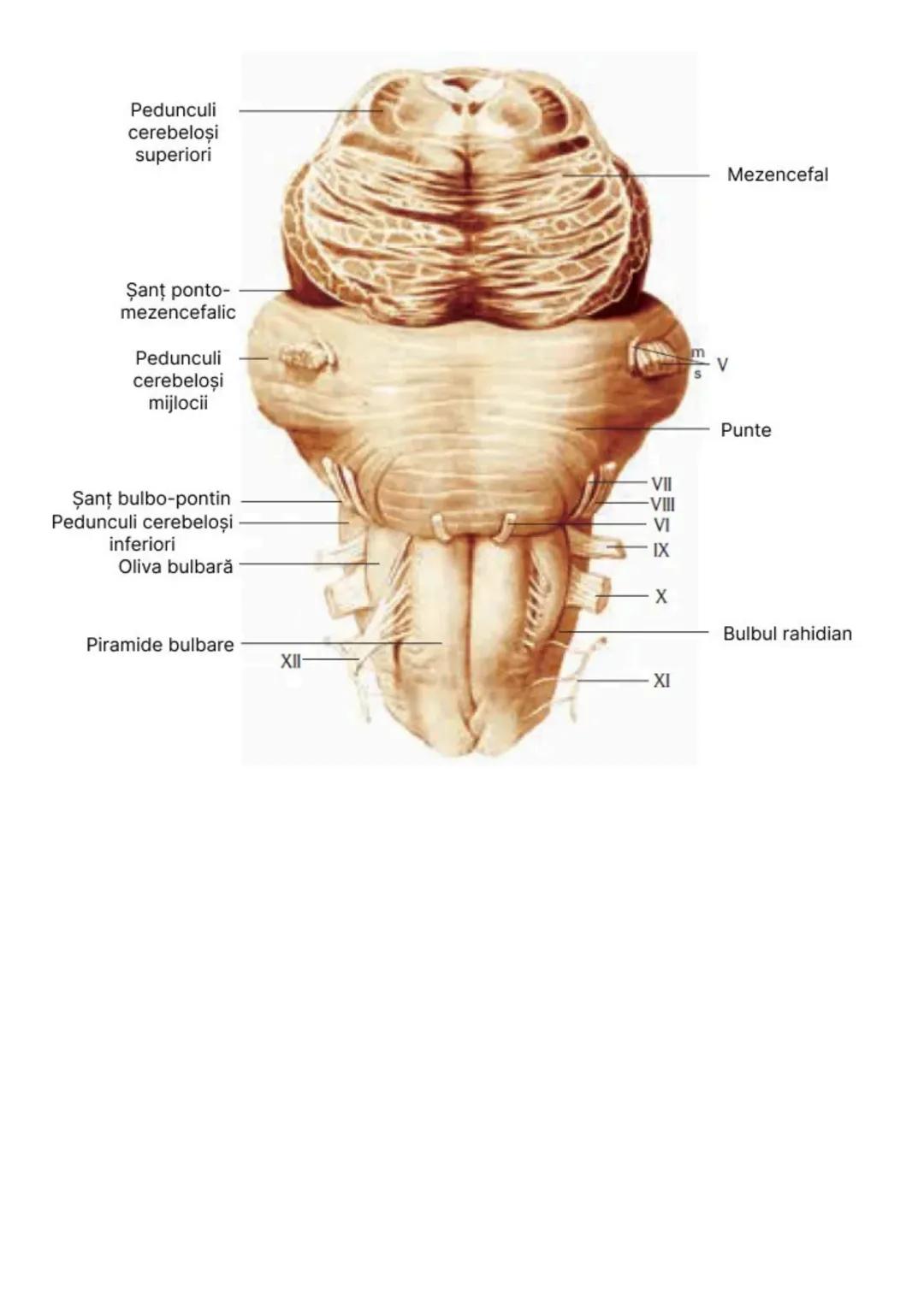 --- OCR Start ---
Sinteza schematică a
encefalului şi nervilor cranieni:
**1. Encefalul - Componente principale:**
**Trunchi cerebral:**
**B