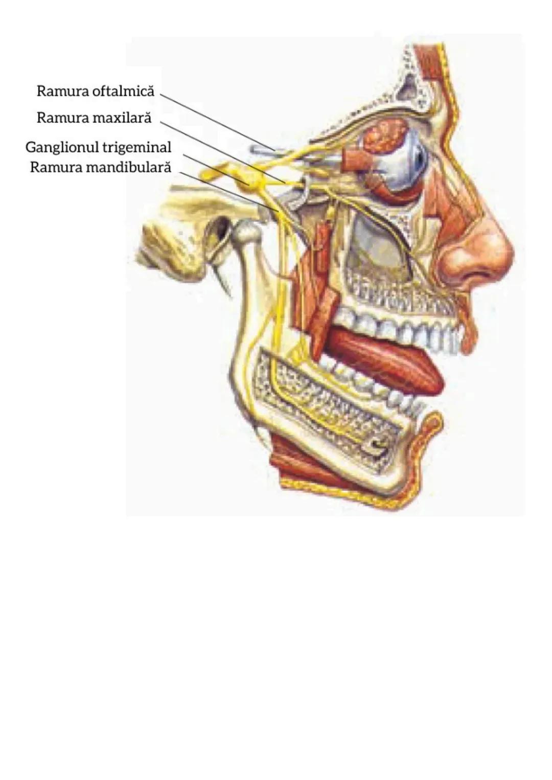 --- OCR Start ---
Sinteza schematică a
encefalului şi nervilor cranieni:
**1. Encefalul - Componente principale:**
**Trunchi cerebral:**
**B